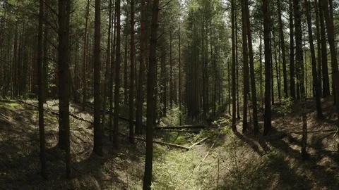 Flying between the trunks of pines and under the trunk of a fallen tree Stock Footage 113515335