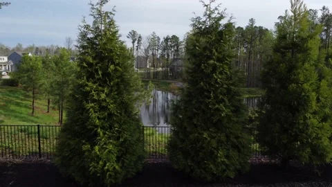 Flying between two trees Видео 237945370