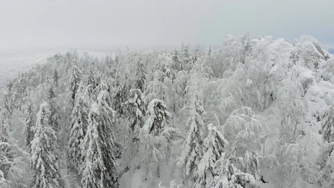 Flying between white spruce tree tops covered in fresh snow on foggy winter day. Stock Footage 122431760