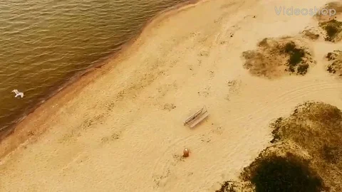 Flying bird along the beach Video stock 111761618