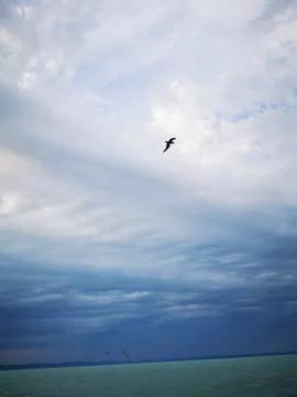 A flying bird and the group of clouds in the sky Stock Photos