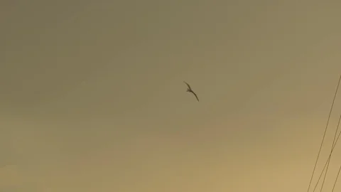 Flying with the bird around the palace at sunset Stock Footage 71679086
