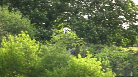 Flying bird on the background of green forest, longshot Stock Footage 75964260