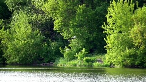 Flying bird on the background of green forest, longshot Stock-Footage 75964322