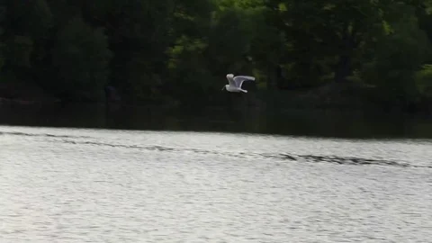 Flying bird on the background of green forest, longshot Stock-Footage 75964357