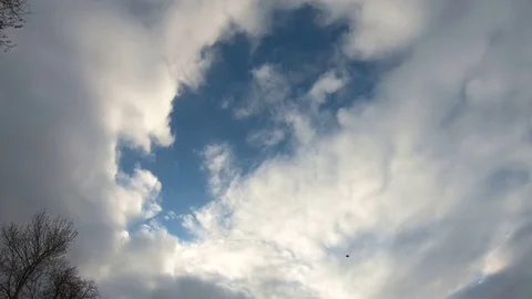 A flying bird on a background of trees under a blue sky (tilt  top to bottom) 스톡 동영상 87191407