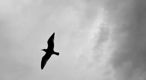 Flying bird in Black and White Foto stock