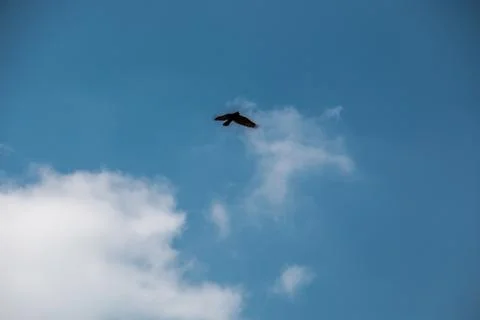 Flying bird in the blue and cloudy sky Stock Photos