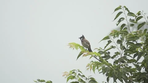 Flying Bird CHIDIYA in Slow Motion Stock Footage 316891199