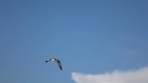 Flying Bird in a clear sky Stock Footage 236747232