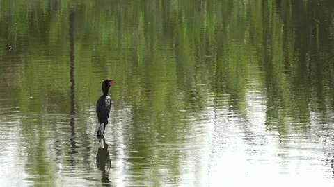 Flying Bird, Cormorant Sitting on a Branch on Lake, Wildlife Animals  Stock Footage 327714909