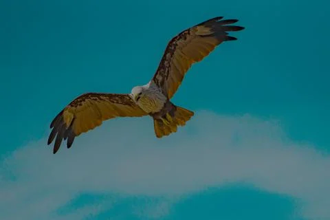 Flying bird, eagle, in motion Stock Photos