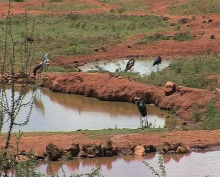 Flying Bird Video stock 558438