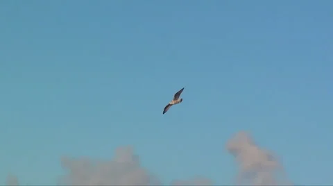 Flying bird Stock Footage 924486