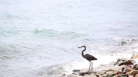 Flying bird Stock Footage 49296872