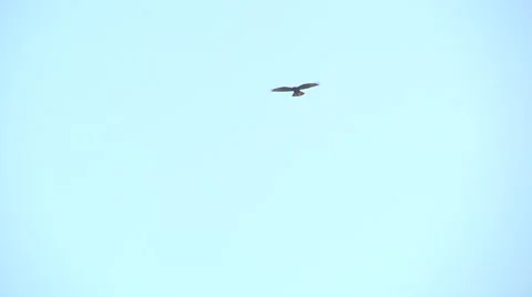 Flying bird Stock Footage 59985816