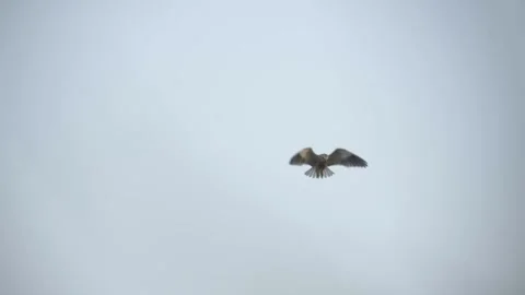 Flying bird 스톡 동영상 146837254