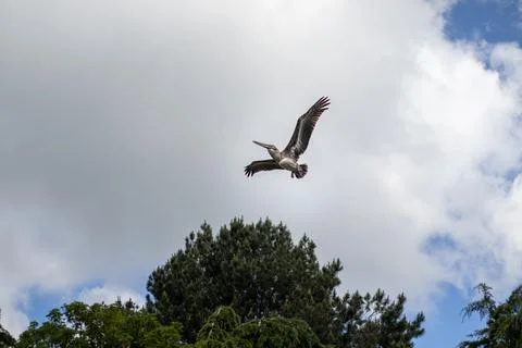 Flying bird in front of a cloudy sky Stock-Fotos