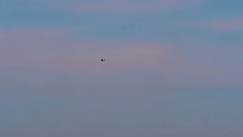 Flying bird gulls Stock Footage 91905466