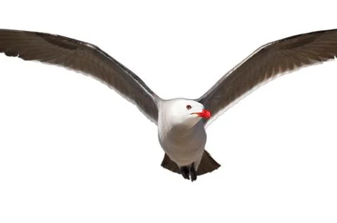 Flying Bird Isolated Stock Photos
