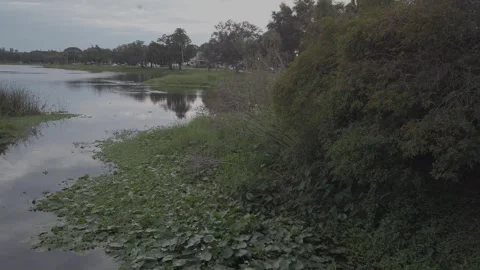 Flying bird from the left on Crescent Lake in St. Petersburg, FL. perched tree Stock Footage 257576996