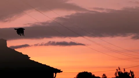 Flying bird (loop animation) Stock Footage 132986658