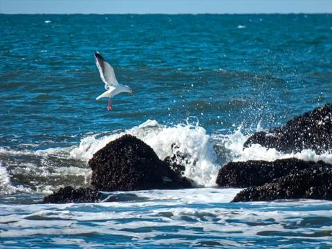 Flying bird on the ocean background Stock Photos