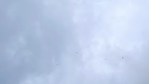 Flying bird over cloudy winter sky 4k uhd,fly marine bird motion Stock Footage 125452434