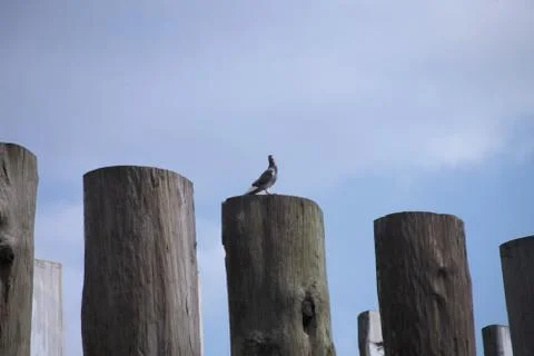 Flying Bird 写真素材