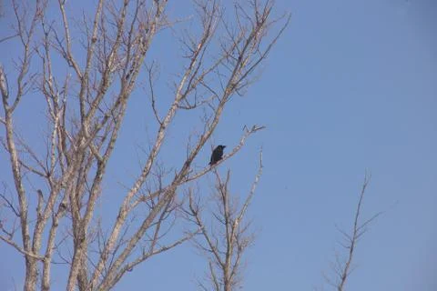 Flying Bird 스톡 사진
