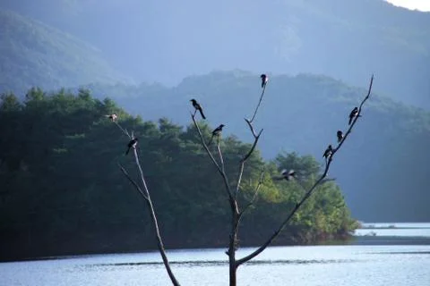 Flying Bird Stock Photos