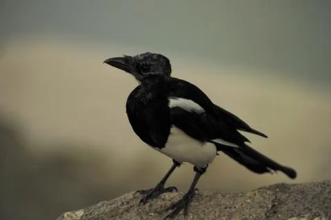 Flying Bird Stock Photos