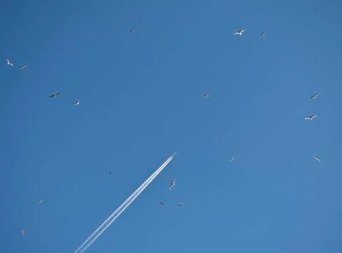 Flying like a bird Stock Photos