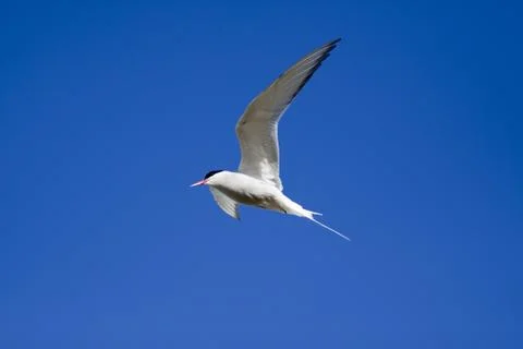 Flying bird Stock Photos
