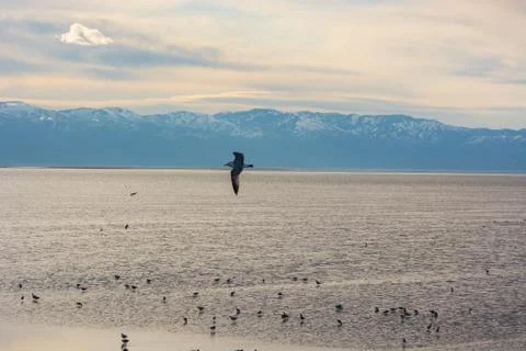 The flying bird Stock Photos