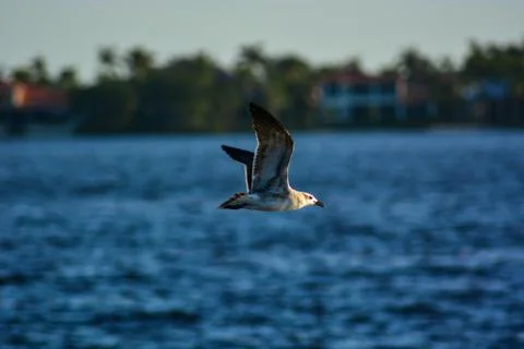 A flying bird Stock Photos