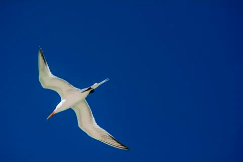 Flying bird Foto stock
