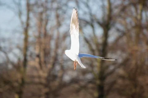 Flying Bird Stock Photos