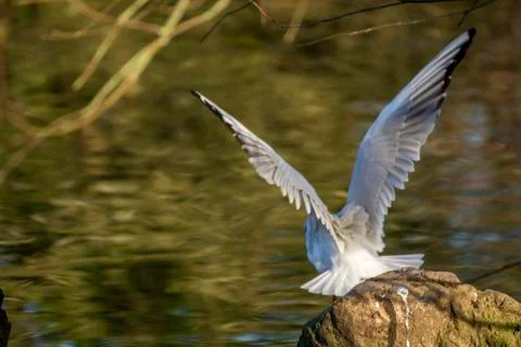 Flying bird Stock Photos