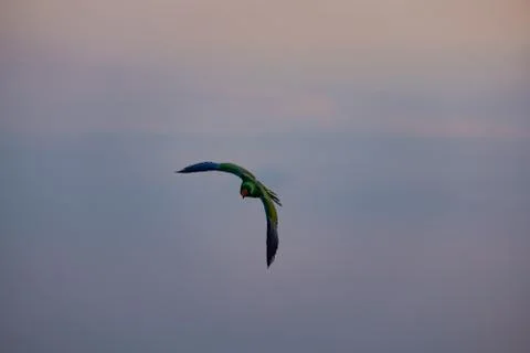 A flying bird Stock Photos