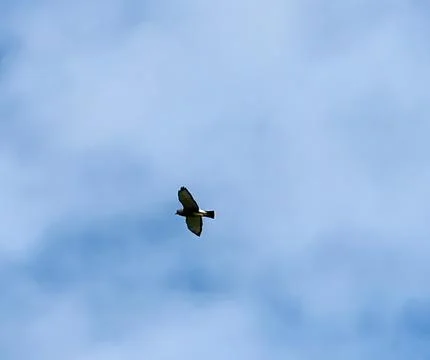 Flying Bird Stock Photos