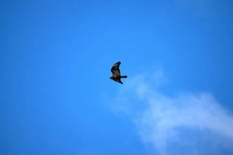 A flying bird predator on a blue sky. Stock Photos