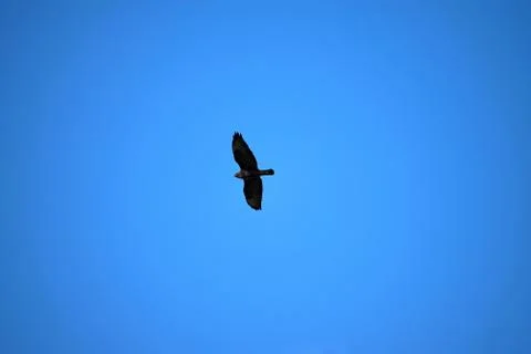 A flying bird predator on a blue sky. Stock Photos