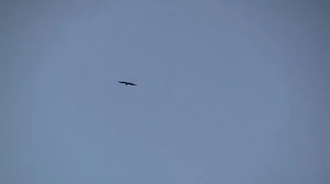 Flying bird of prey Stock Footage 8681598