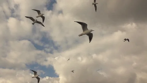 Flying bird seagull on a background of cloudy sunset sky. Slow motion, Full HD Stock Footage 103941675