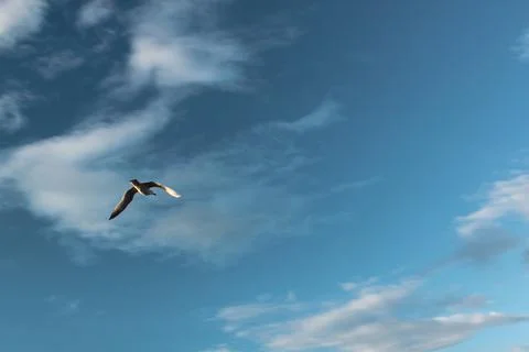 Flying bird in the sky Foto stock