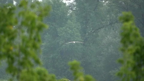 Flying bird - slow motion Stock Footage 73662424