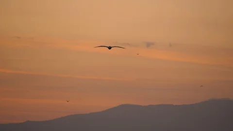 Flying bird at sunset 스톡 동영상 128846350