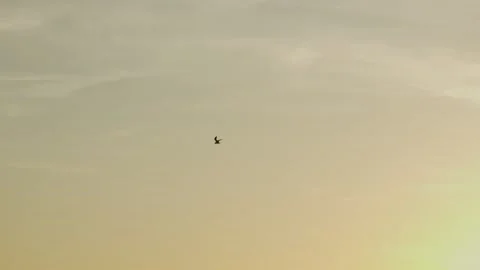 Flying bird by the sunset Vídeos de archivo 169771728