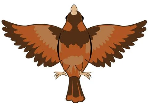 Flying bird type from below on white background is insulated Stock Illustration